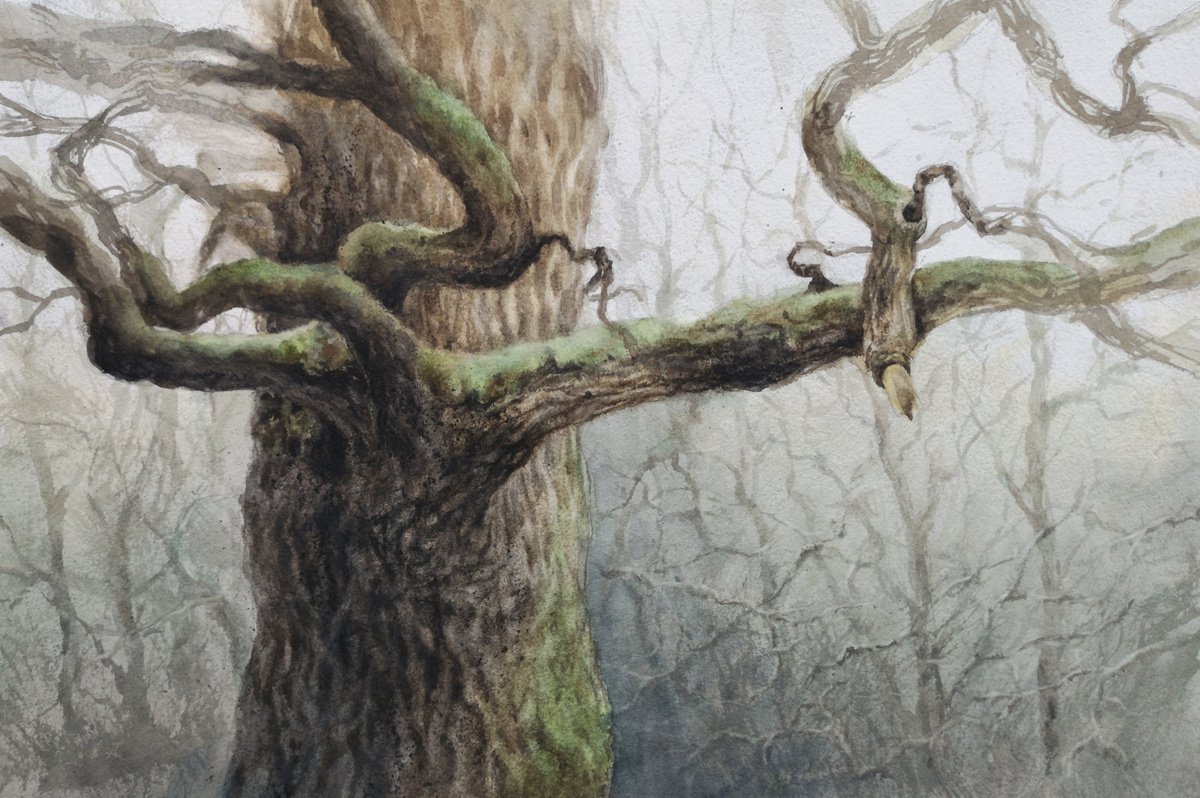 Mighty oak - Old oak tree by Olga Beliaeva Watercolour