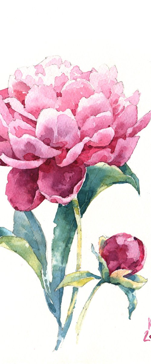 "Scent of a peony flower on a summer evening" original botanical watercolor square format by Ksenia Selianko