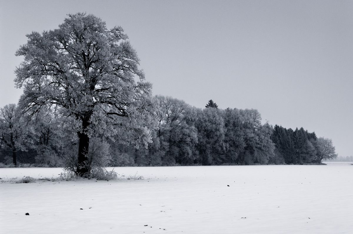 Dark Frosted Trees. (59x42cm) by Tom Hanslien
