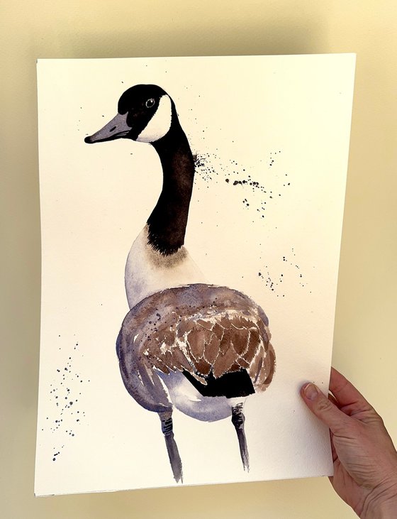 Curious duck Black long neck