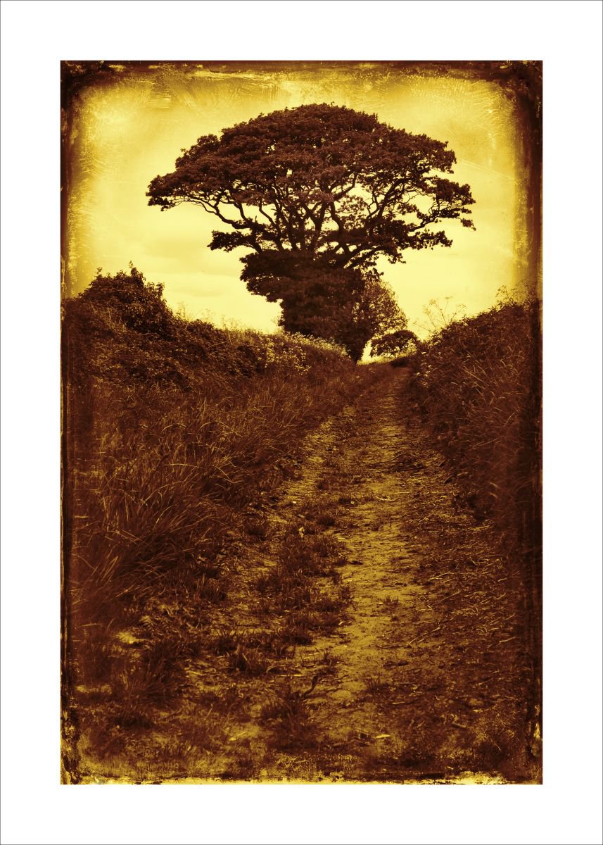 Vintage footpath and Tree. by Martin  Fry