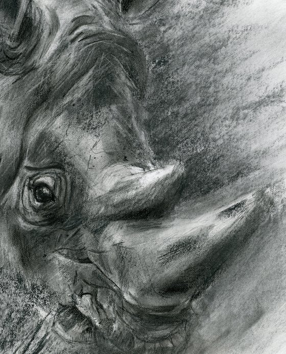 Rhino portrait - Charcoal drawing