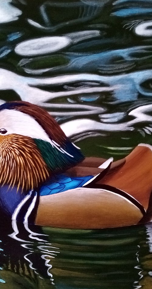 Mandarin duck acrylic painting 16"x20" by Barry Gray