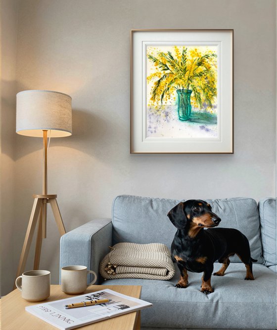 Mimosa branch Acacia Dealbata