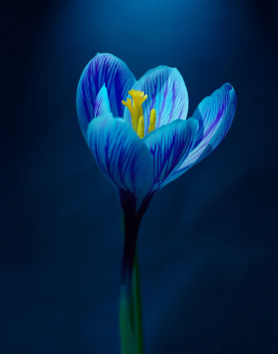 Photorealistic Botanical Photograph By Michael Filonow, 26 X 32", Blue Tulip, Original Artwork