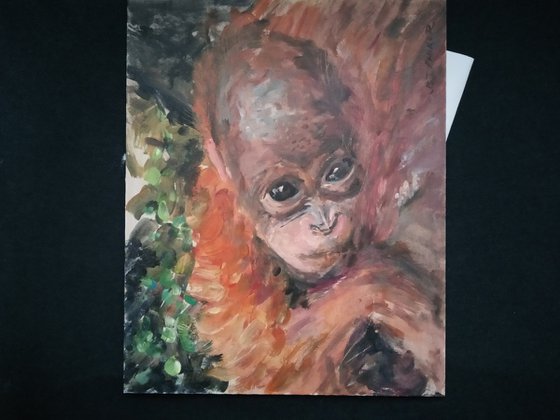 Baby Orangutan 02