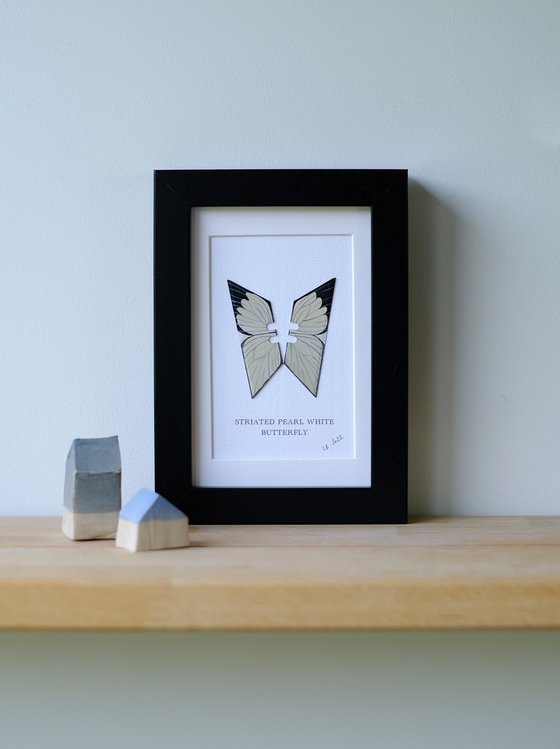Striated pearl white butterfly