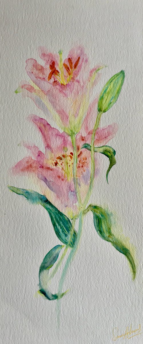Stargazer lily by Samantha Adams