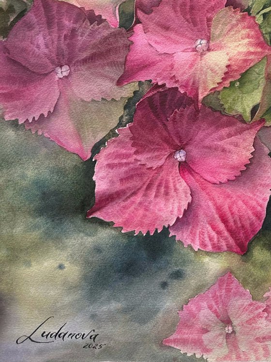 Pink hydrangeas