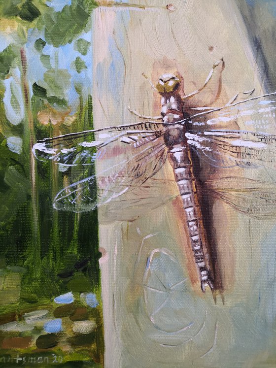 Dragonfly with transparent wings sits on a tree