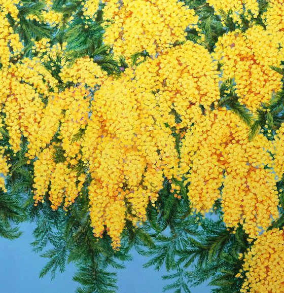 Mimosas in Bloom