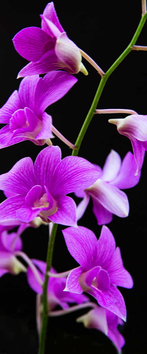 Orchids 10 by MICHAEL FILONOW
