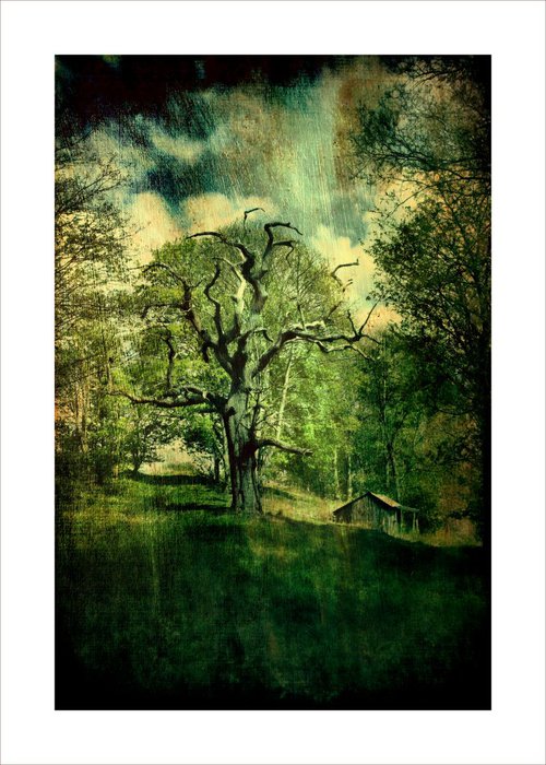 Dead tree & Hut by Martin  Fry