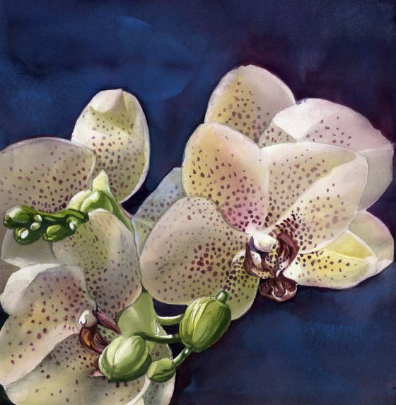 orchids in blue watercolor floral