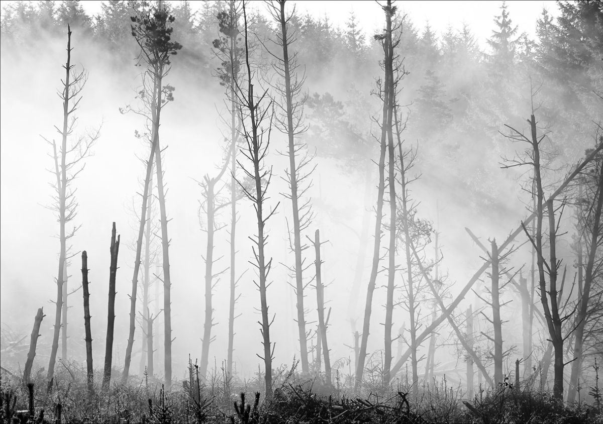 Photorealistic Landscape Photograph By Stephen Hodgetts Photography, 17 X 12", Treescape In Morning Mist, Original Artwork