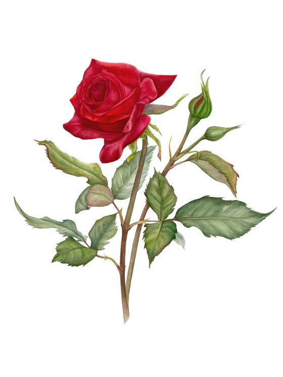 Red Rose Victory