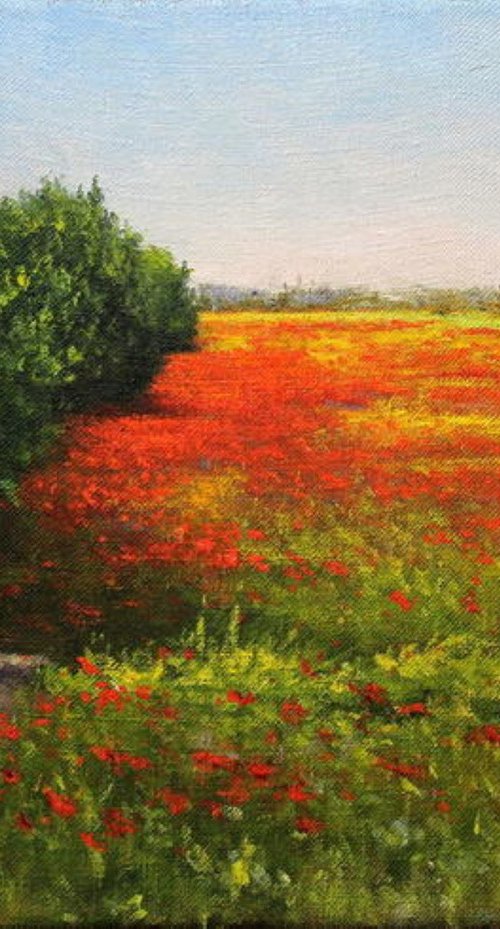 Campo de amapolas by Vicent Penya-Roja