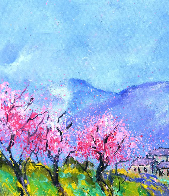 Blooming cherry trees in Provence