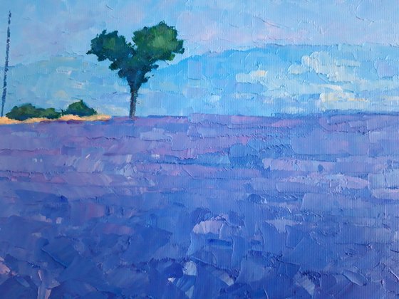 Abstract lavender field