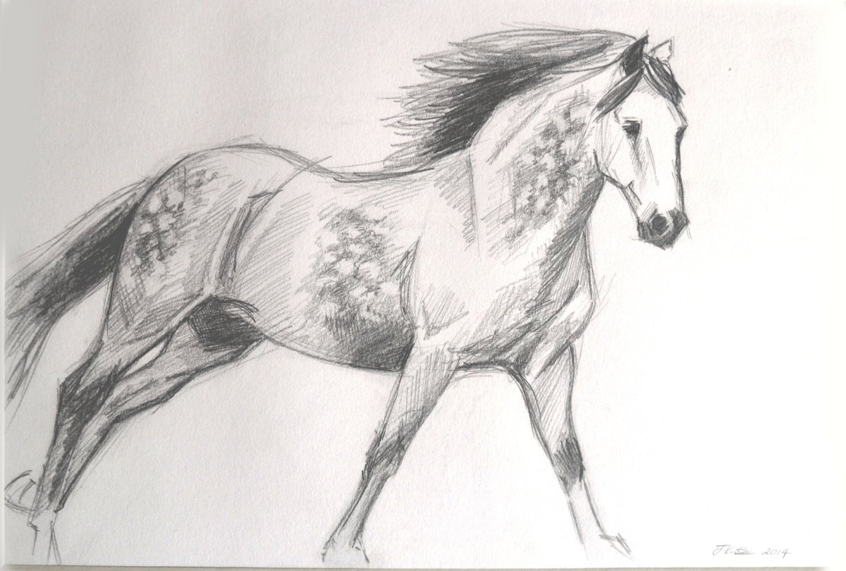 La Plata (Andalusian Horse) by Joanne Kitson