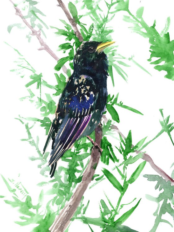 Starling