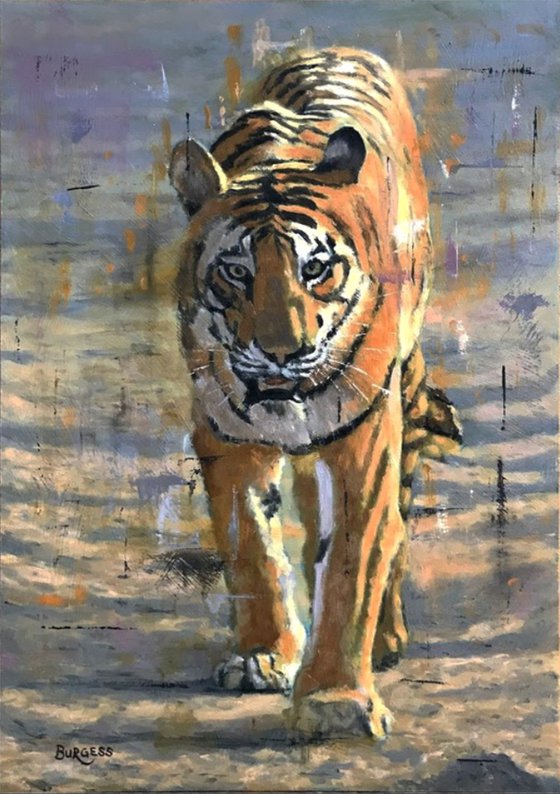 Tiger Path - Oil On Board - 16" x 12" - Unframed