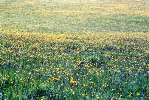 Meadow - Unmounted (24x16in) by Justice Hyde