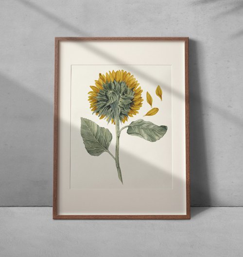 Sunflower by Viktoryia Zhuleha