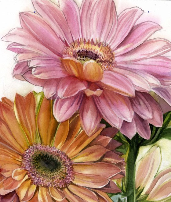 gerbera in spring