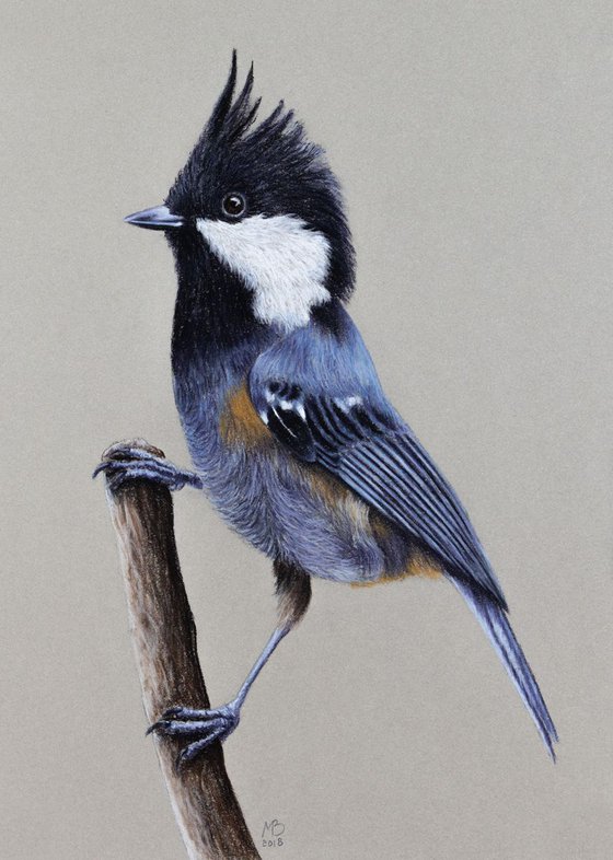 Original pastel drawing "Spot-winged Tit"