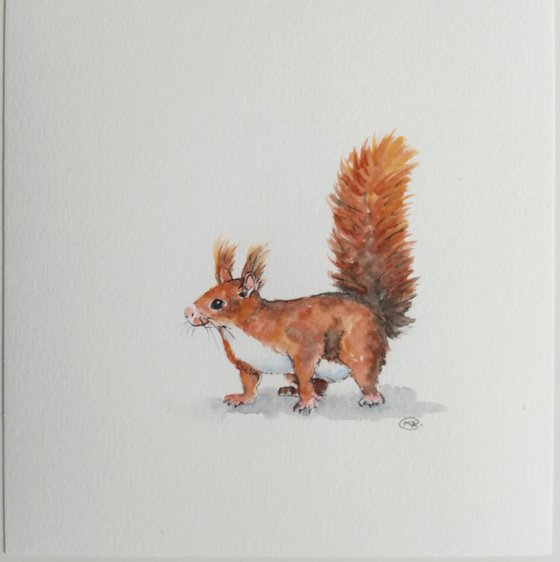 Cute Red Squirrel