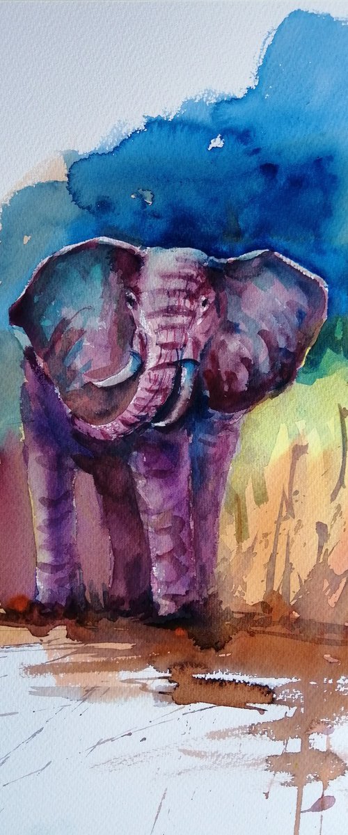 elephant 20 by Giorgio Gosti