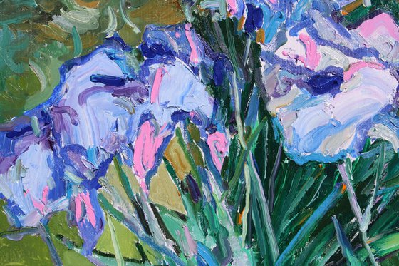 " Irises "