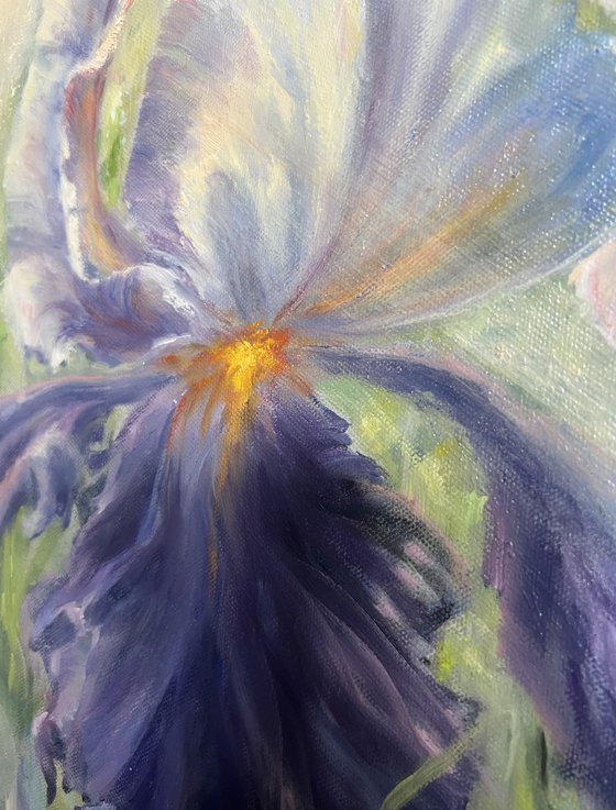 Morning Irises