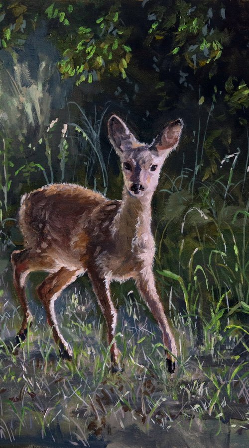 Fawn in woodland by Tom Clay