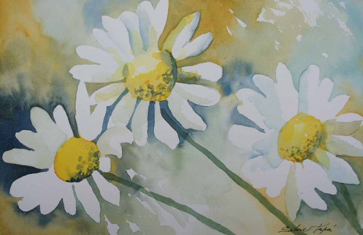 Daisies by Silvie Wright
