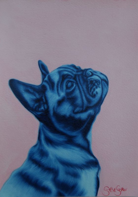 Blue Frenchie study on paper