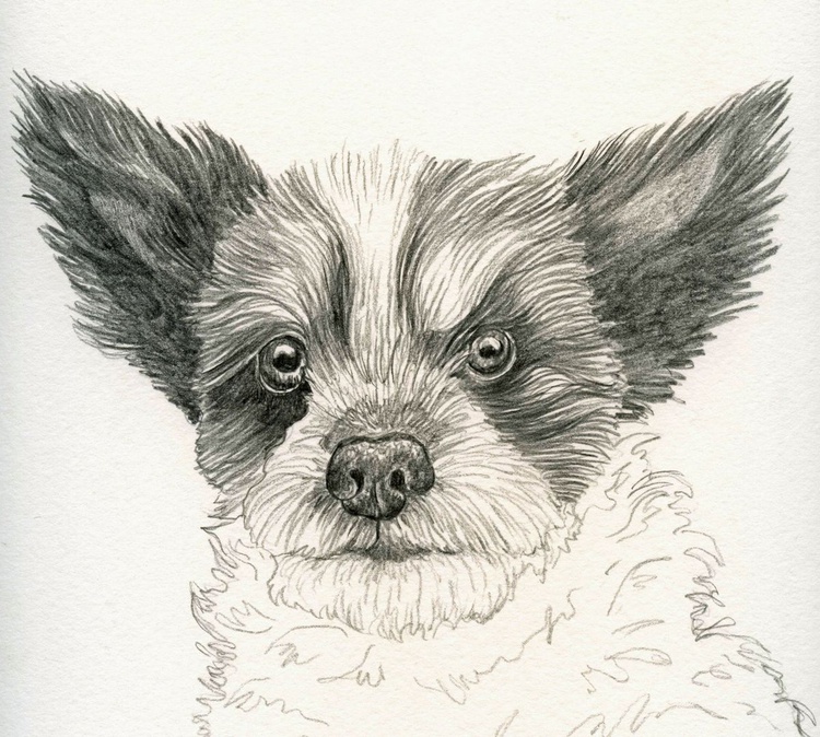 Black And White Terrier Mix Study Dog Art Origin Artfinder