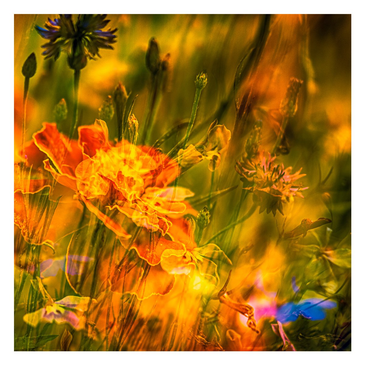 Summer Meadows #2. Limited Edition 1/25 12x12 inch Abstract Photographic Print. by Graham Briggs