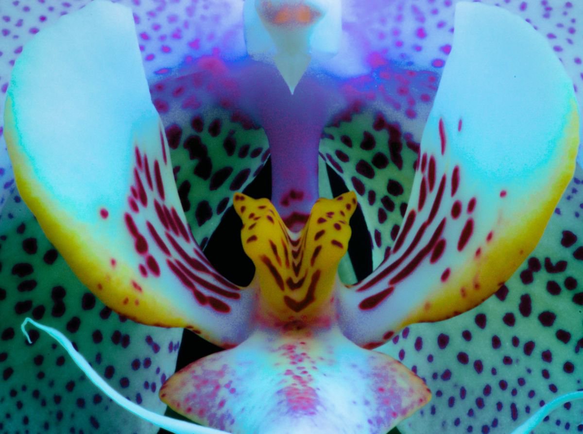Orchid by Marc Ehrenbold