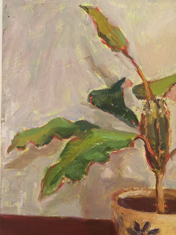 A special Plant