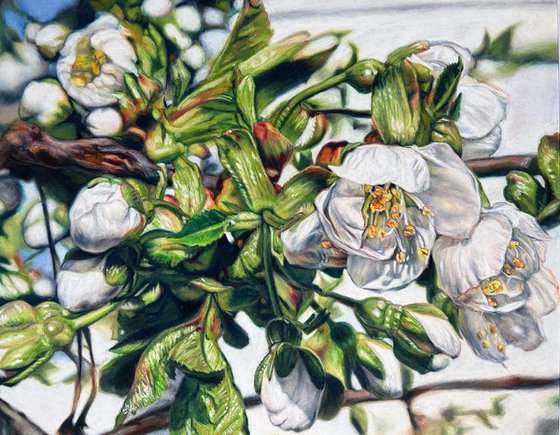 “Cherry flower“
