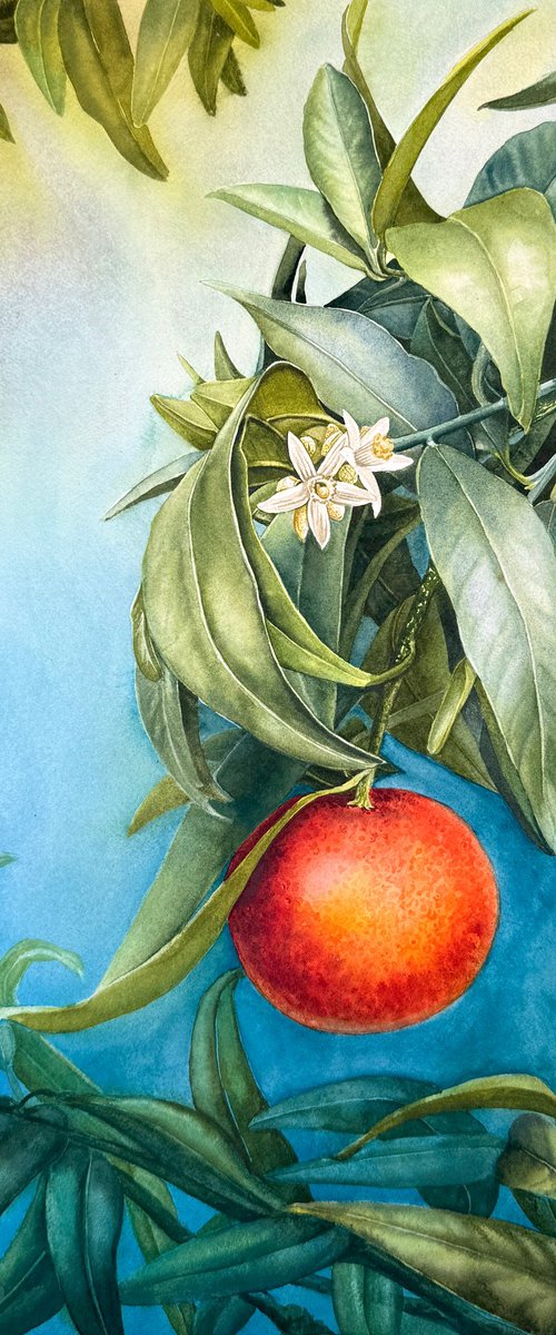 Tangerine Branch by Yuliia Prokopchuk