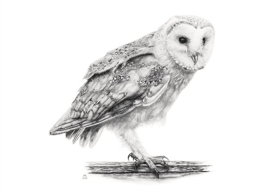 Original graphite pencil drawing "Barn owl"