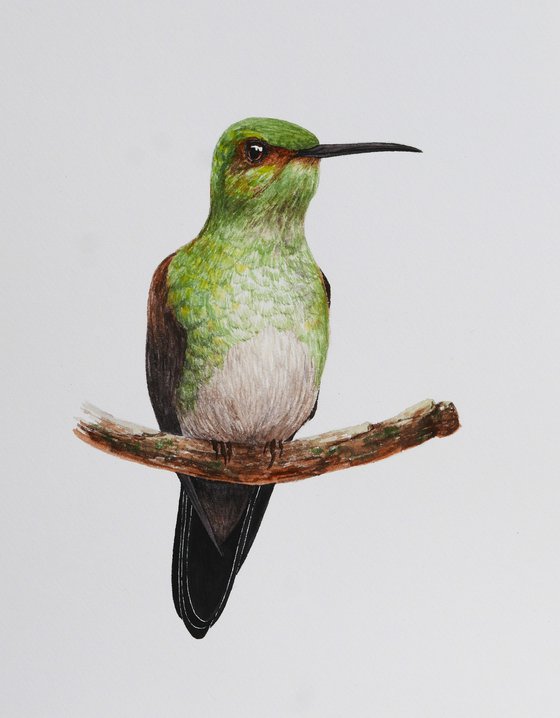 Hummingbird on a branch