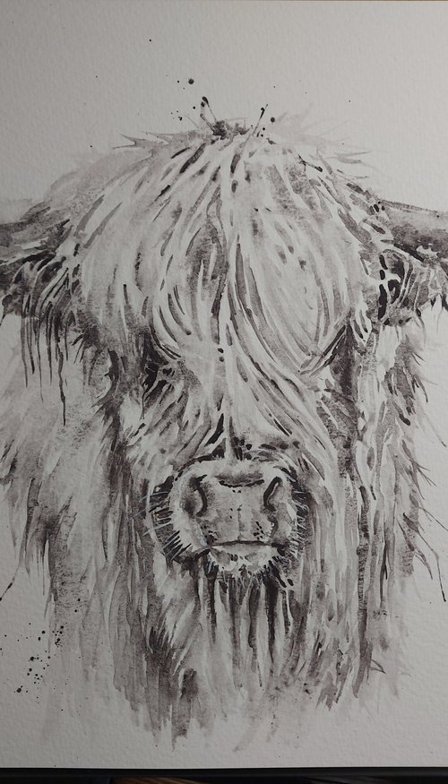 Highland cow portrait by Sue  Green