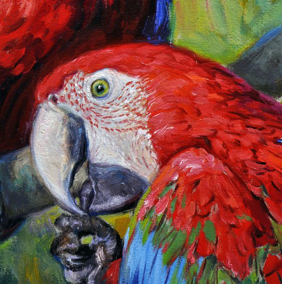 Scarlet macaws