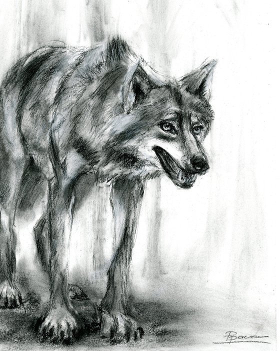 Gray Wolf - Charcoal drawing