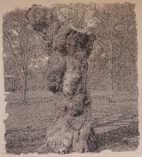 Study of a gnarled tree by Fausto Bini