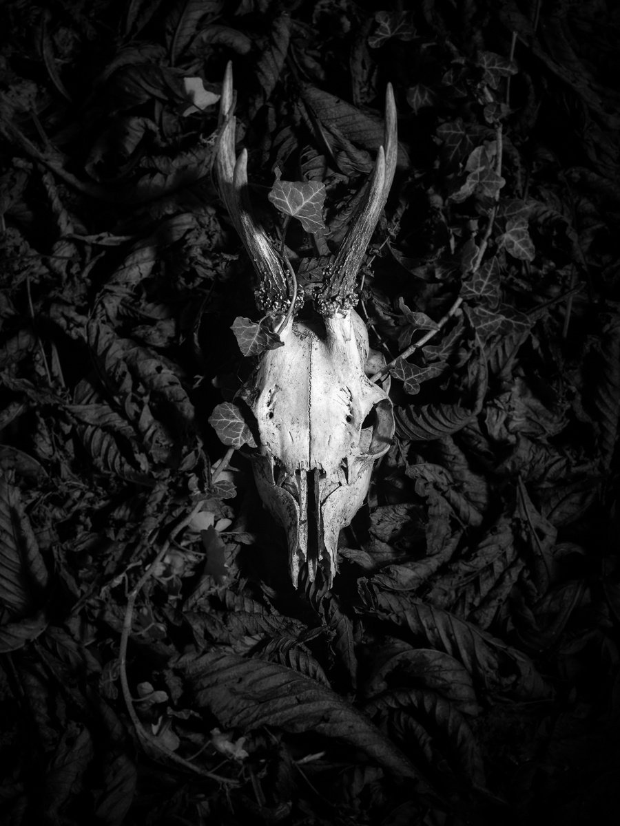 roe deer by Marcus Scott